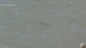 Shark sighting at Rockaway Beach