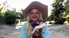 Rare white alligator celebrates one year at Gatorland