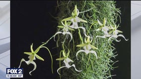 Exploring the mystery behind the ghost orchid