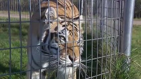 Meet the big cats at the Wildcat Sanctuary in Sandstone