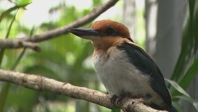 Once extinct in the wild, bird makes comeback