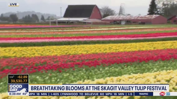 Skagit Valley Tulip Festival underway