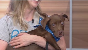 Meet Dorian: Our Pet of the Day