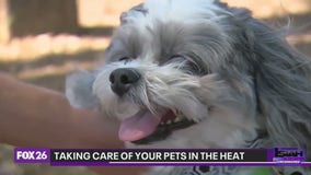 Heat safety for pets