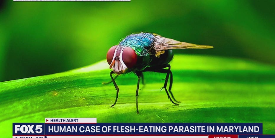 What is screwworm? Symptoms, prevention and treatment