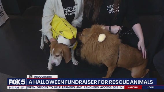 Boos, Barks, and Brews