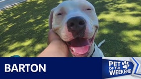 Meet Barton at Austin Animal Center