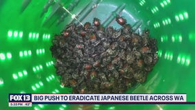 Push to eradicate Japanese beetle across WA