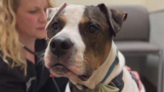 Hospice for pets keeps furry family members comfortable before crossing rainbow bridge