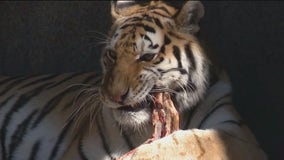 Learning more about the Amur tiger at Brookfield Zoo Chicago