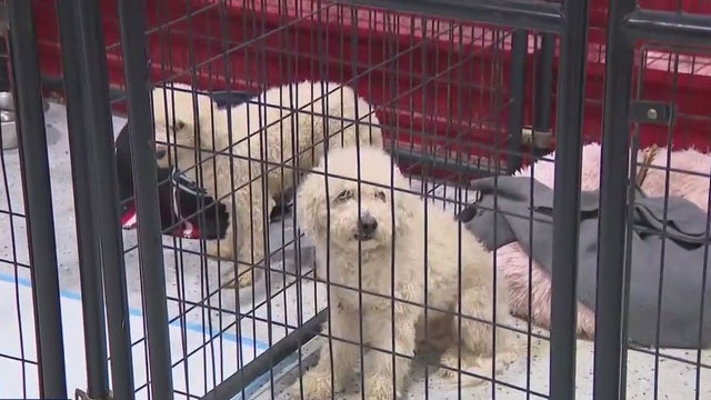 Death of backyard breeder in Alvin brings horrific animal cruelty to light