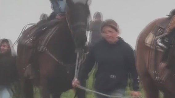 Woman arrested after allegedly pulling horse tail in Daly City, 5-year-old thrown off