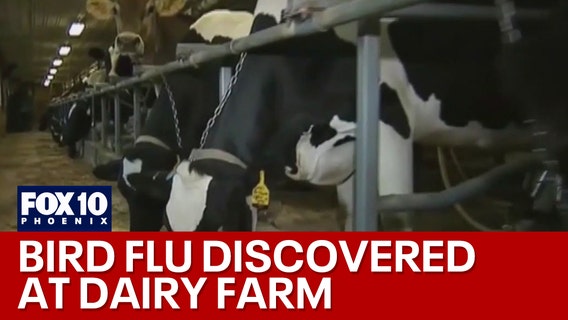 Dairy farm in Maricopa County quarantined for flu