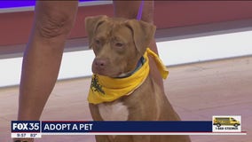 Adopt-A-Pet: Meet Brasi