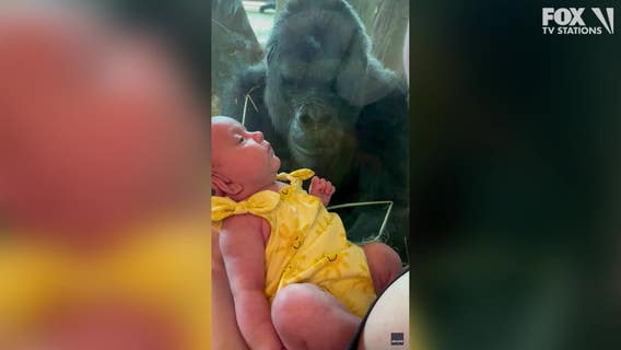 Watch: Gorilla kisses newborn baby at Ohio zoo