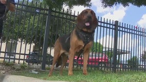 Leander FD K9 will soon have custom bulletproof vest thanks to donation