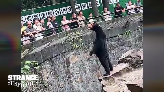 Hiker mauled by bear, hospitalized with ‘extensive’ injuries: official