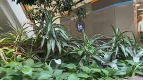 Police: Do not steal Lakeside Mall's plants