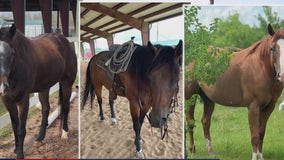 Horses stolen from Katy ranch