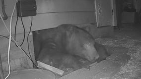 Bear breaks into crawlspace under Monrovia home