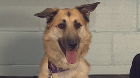 Pippa at Pflugerville Animal Shelter