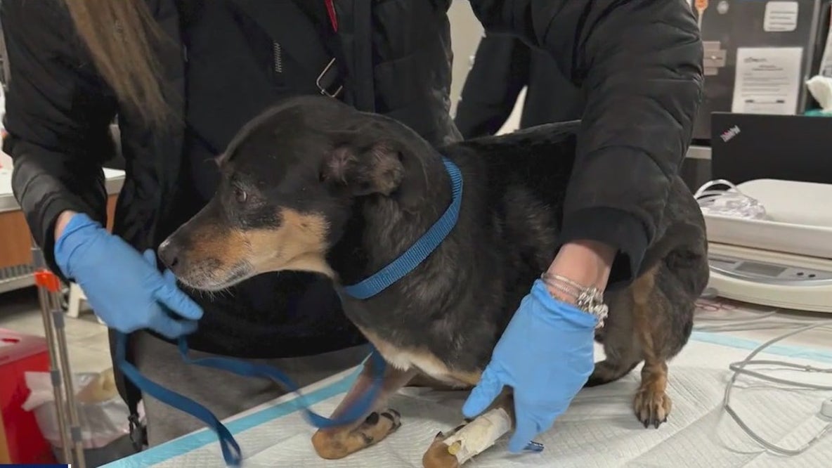 Dog rescued from East Village apartment fire