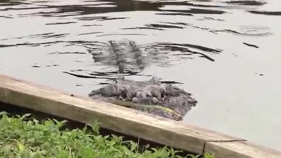 Florida gator trapper hospitalized after attack