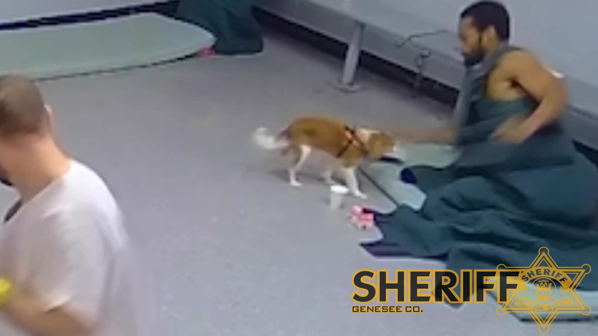 Comfort dog punched by jail inmate