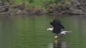 Bald eagle officially becomes the national bird