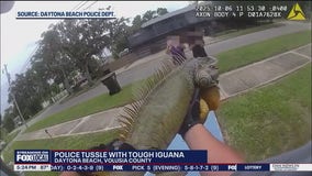 Massive iguana wrangled by Daytona Beach police officers