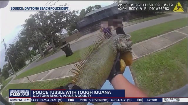 Massive iguana wrangled by Daytona Beach police officers