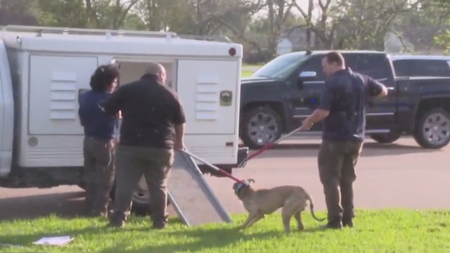 "She was precious": Neighbor speaks on moments after deadly Baytown dog attack on 6-month-old