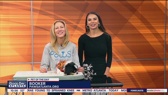 Pet of the day with Paws Atlanta