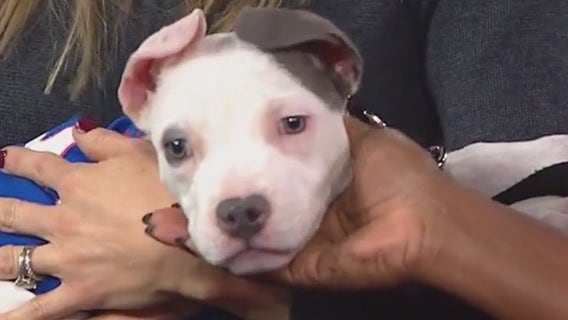 It's puppy love at the PAWS Chicago Fur Ball