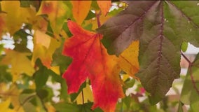 Fall colors: A look inside the majesty and science behind autumnal foliage