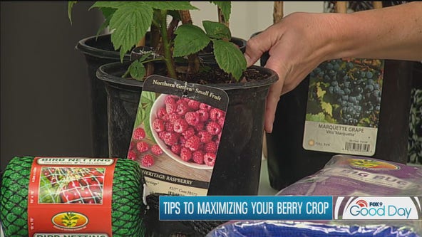Digging in on delicious berries