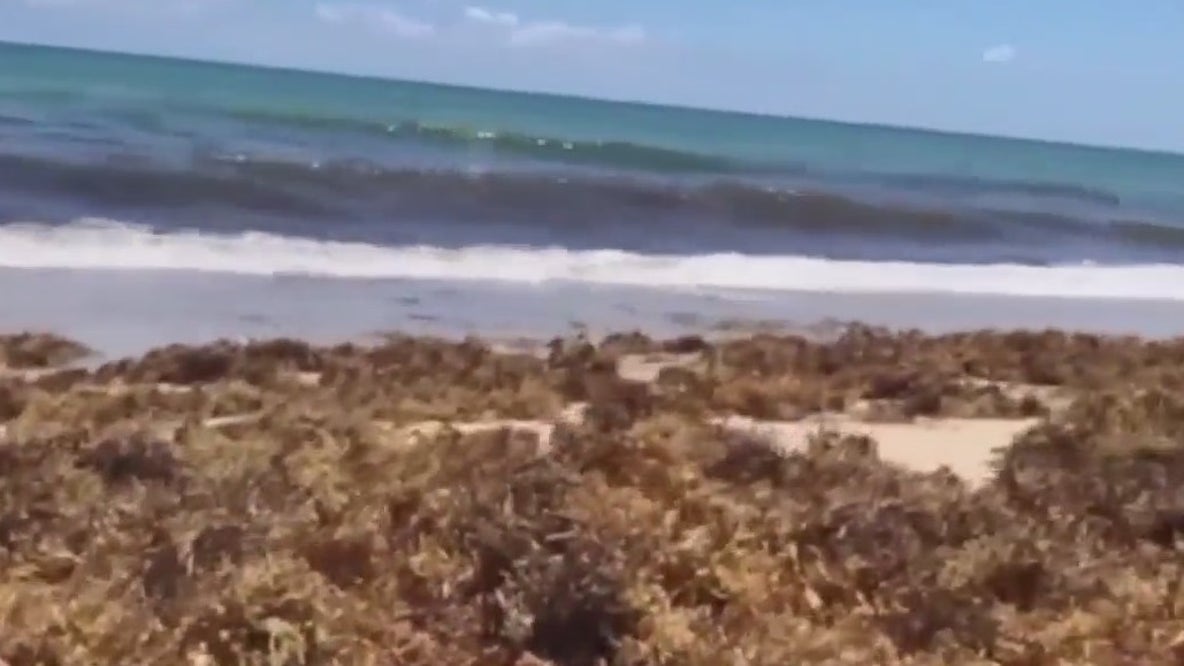 It's going to be a smelly seaweed summer
