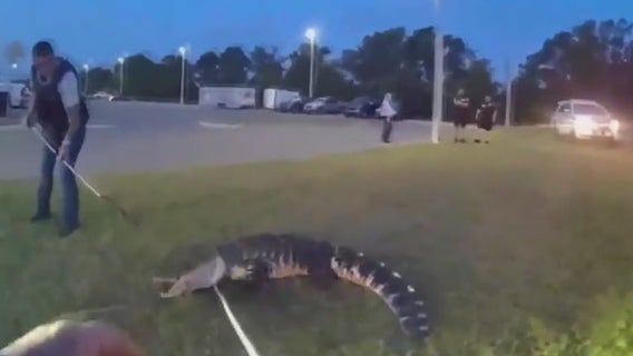 Video: Florida deputies capture gator spotted at high school