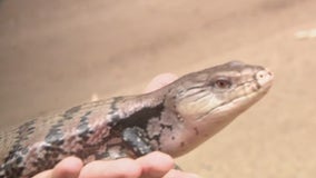 Wildlife World Zoo welcomes Slurpee the Skink