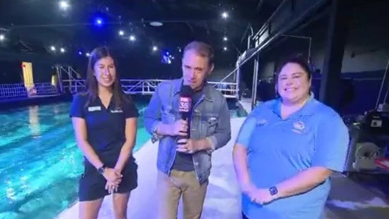 VIP backstage shark encounter tours at SeaWorld