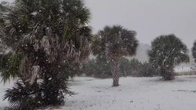 Snow showers in Pensacola Beach Palms