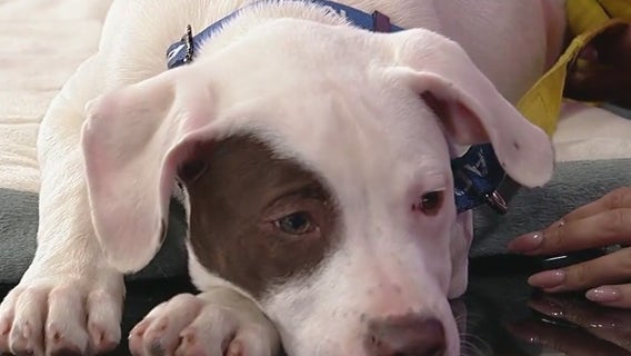 Pet of the Day: Oct. 27, 2025