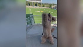 Puppy learns 'Skol' chant