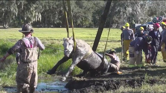 Horse stuck in pond rescued by Seminole County Fire Rescue