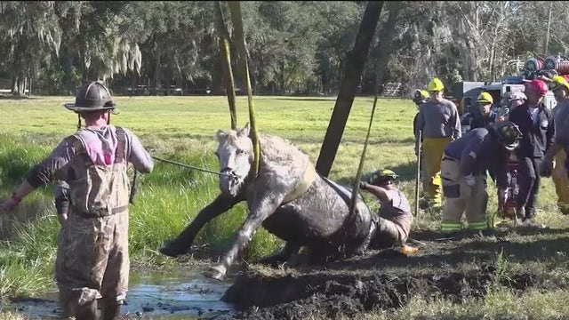 Horse stuck in pond rescued by Seminole County Fire Rescue