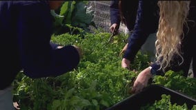 St. Paul students harvest food for their own cafeteria