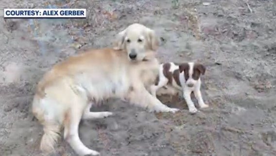 Suspect sought after family finds dog shot with arrow