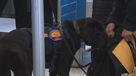 LA Co. Fire K9 teams activated to assist in Texas flooding