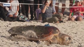 Disney scientists tracking sea turtles in Tour de Turtles