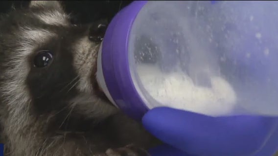 Bay Area wildlife center seeing influx of raccoons, skunks, hawks, owls